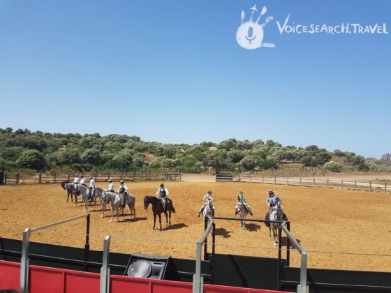 Spettcolo cavalli e tori andalusi a Medina-Sidonia