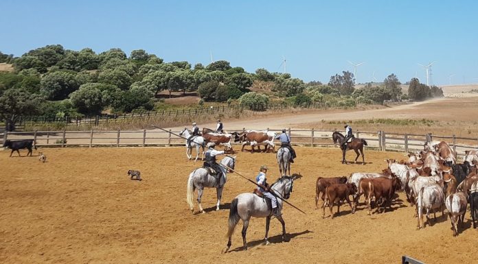 Jerez de la Frontera, lo spettacolo dei cavalli e tori andalusi A Campo Abierto