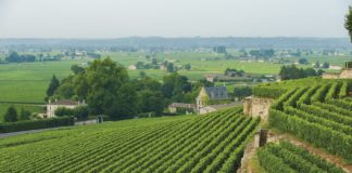 tour fra i vigneti di Bordeaux, dove degustare e comprare vino