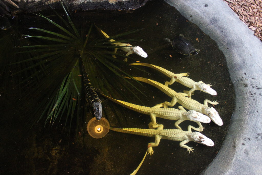 Cucciolo di alligatori - Alligator Farm, St. Augustine - Photo by Voicesearch.travel