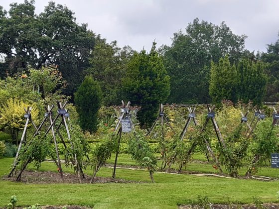 Chateau de la Bourdaisière_ Nell'orto si coltivano 700 tipi di pomodori non ibridati