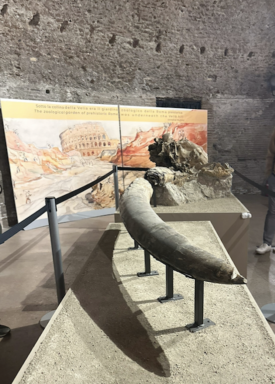 Image of ancient elephant tusk that was pictured by the Colliseum