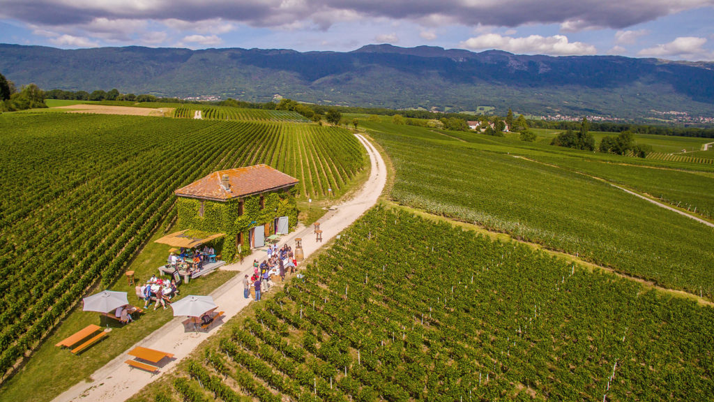 Largest Vineyard in Switzerland