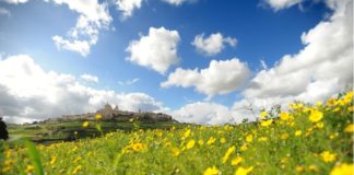 Malta selvatica: itinerari tra le erbe spontanee dell’Arcipelago