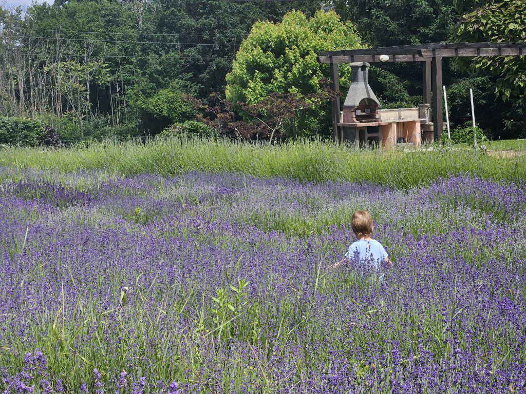 Festa della lavanda nel Carso sloveno